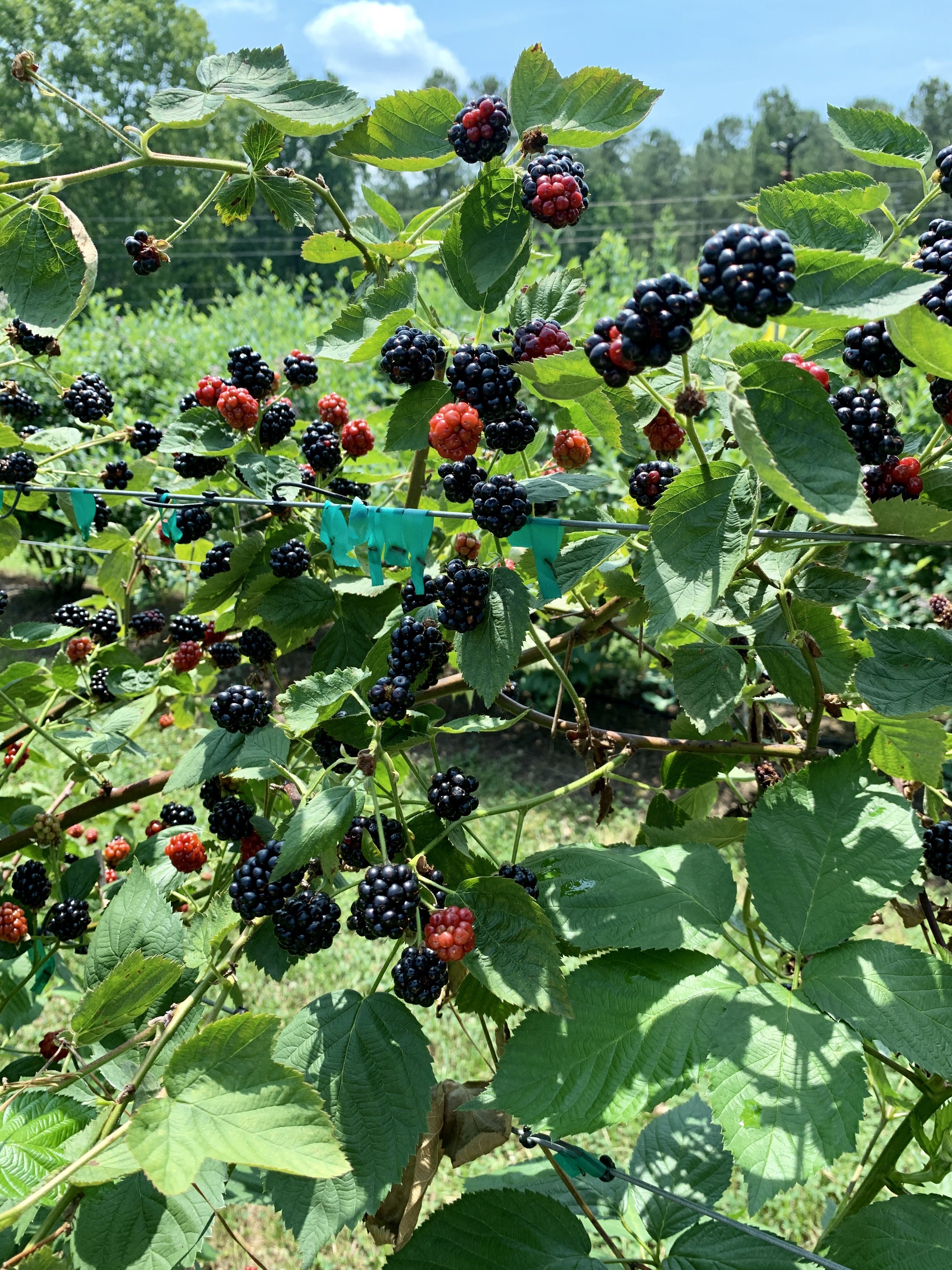 blackberries